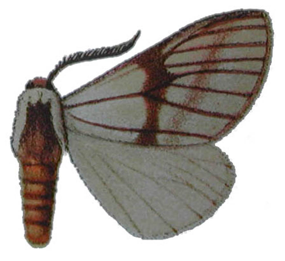 Epanaphe ventata